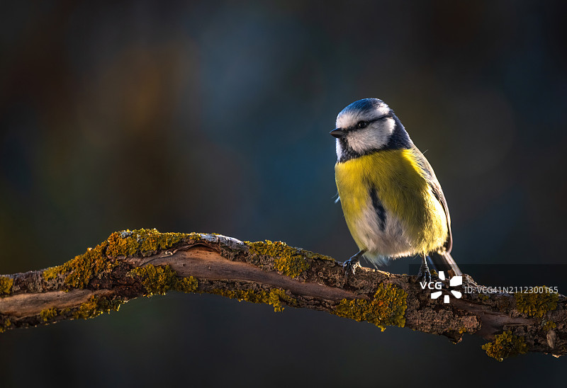 栖息在树枝上的山雀特写图片素材