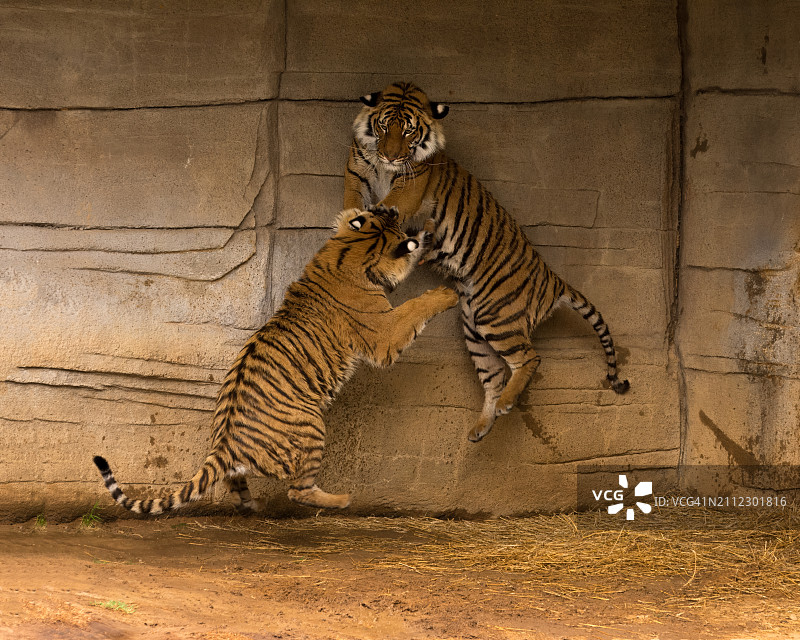 两只猫在打架图片素材