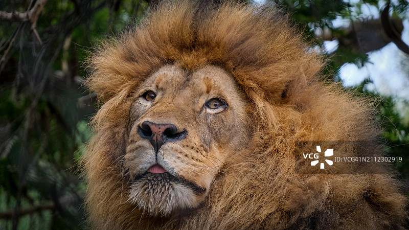 美国狮子特写图片素材