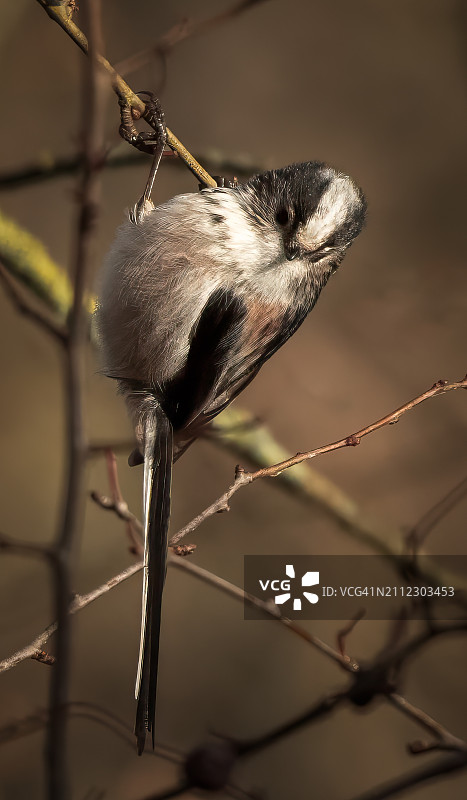 鸣山雀栖息在树枝上的特写，英国沃特福德图片素材