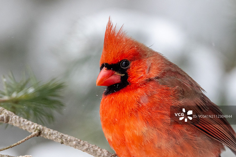 栖息于树枝上的北美红雀特写，美国印第安纳州南本德图片素材