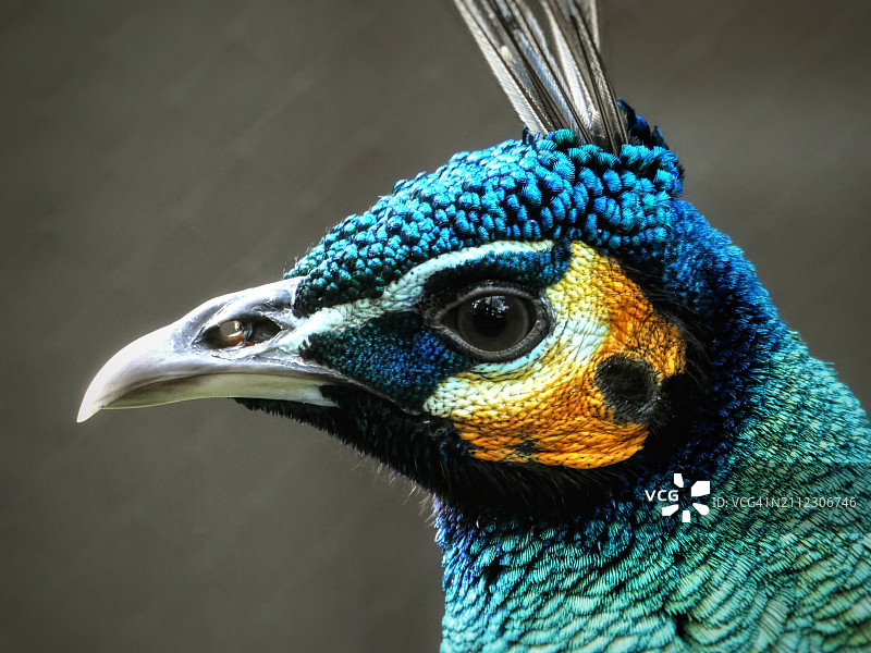 孔雀特写图片素材