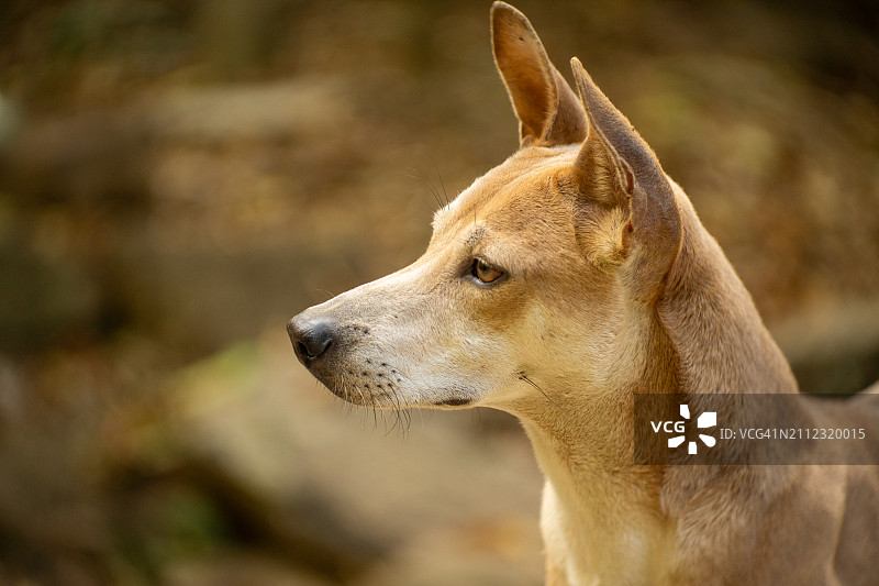 狗看向别处的特写图片素材