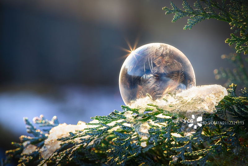 树上的水晶球特写图片素材