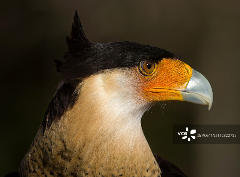 正在寻找猎物的凤头卡拉鹰的特写，阿文多，南卡罗来纳州，美国图片素材