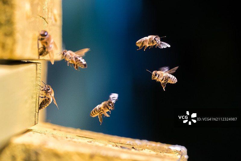 蜜蜂群特写图片素材