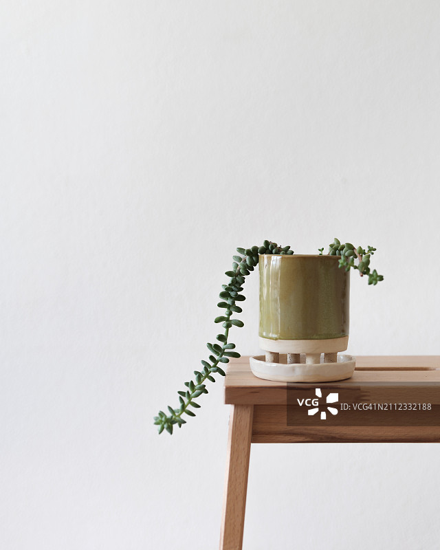 白墙前桌上的盆栽植物特写图片素材