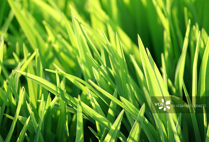 田野上生长的农作物图片素材