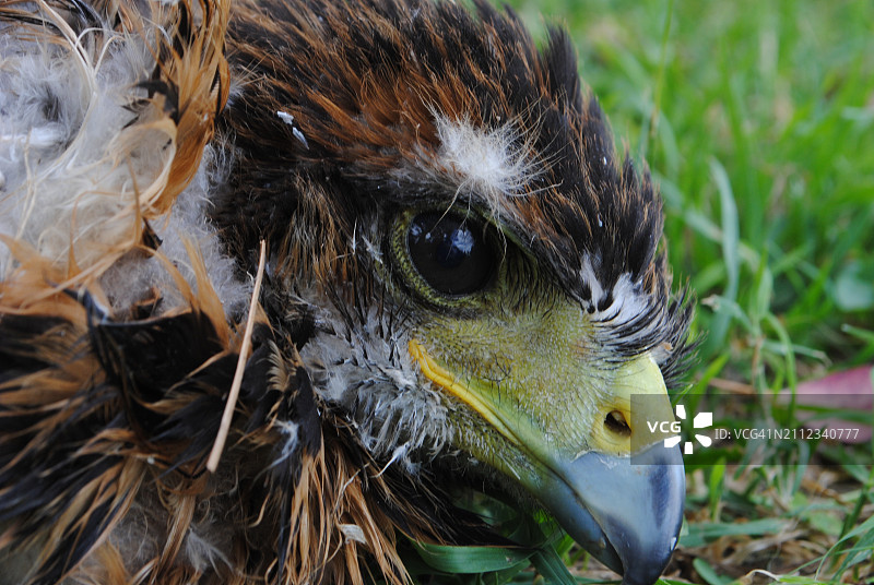 鹰的特写图片素材