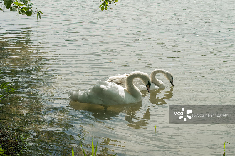乌克兰湖中疣鼻天鹅游泳的高角度视图图片素材