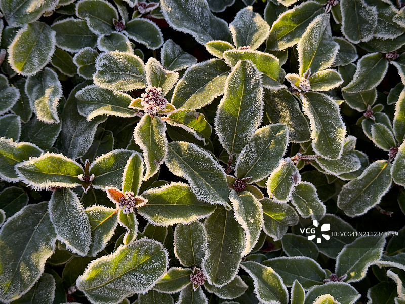 美国华盛顿州柯克兰多肉植物特写镜头图片素材