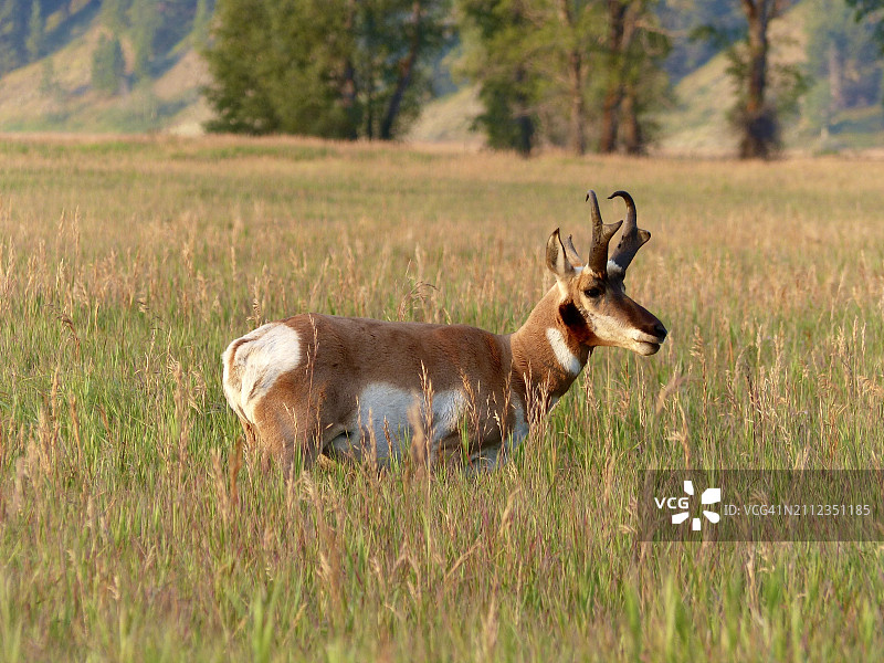 原野上的鹿侧面图，怀俄明州，美国图片素材