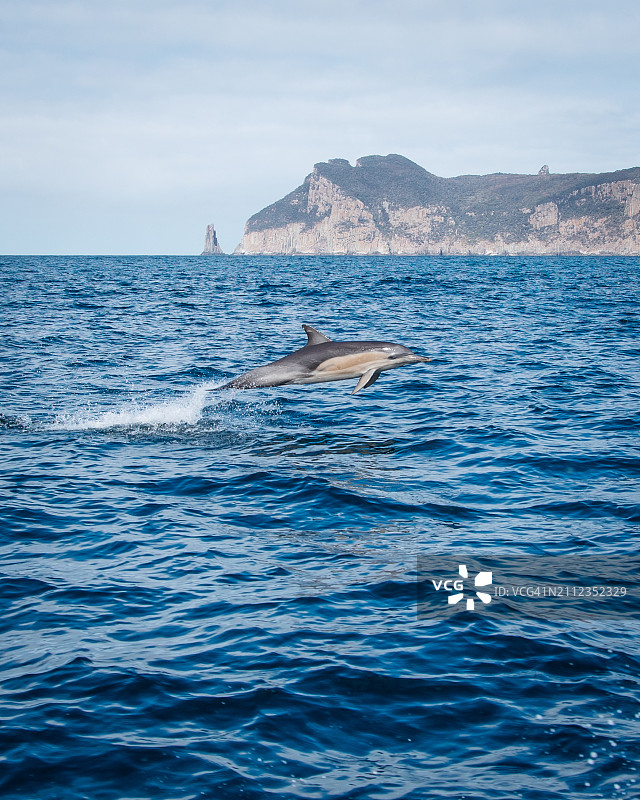 座头鲸在海中游泳的俯视图图片素材
