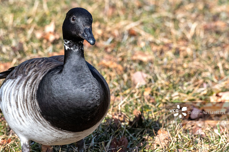 野外鸭子特写图片素材