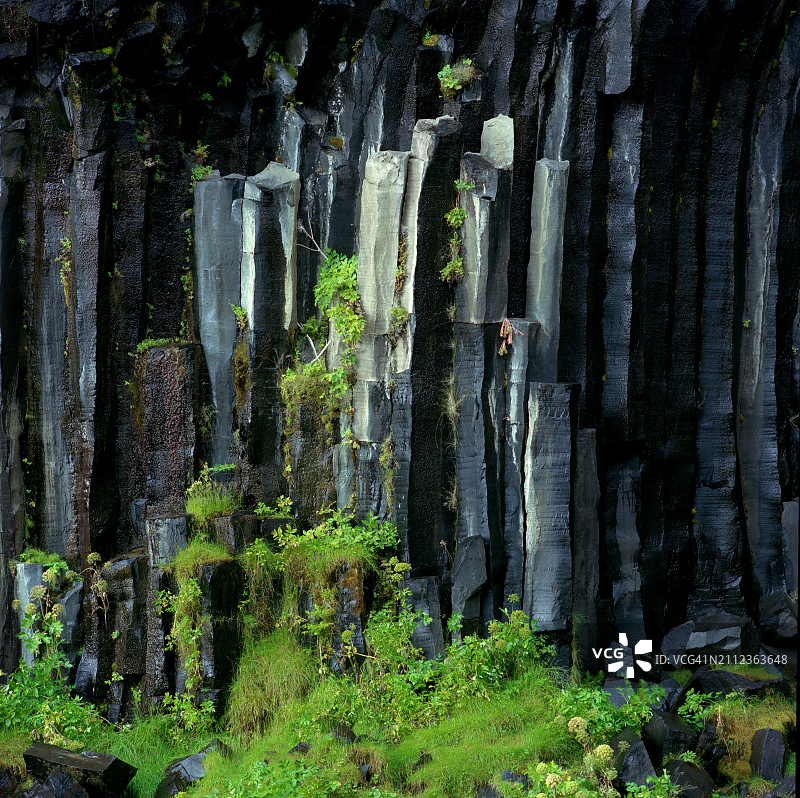 冰岛斯瓦蒂瀑布的森林中的树木图片素材