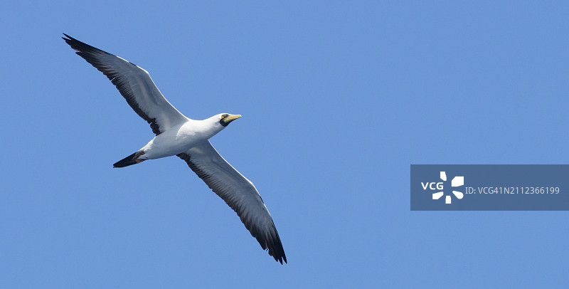 低角度仰望海鸥在晴朗的蓝天下飞翔图片素材