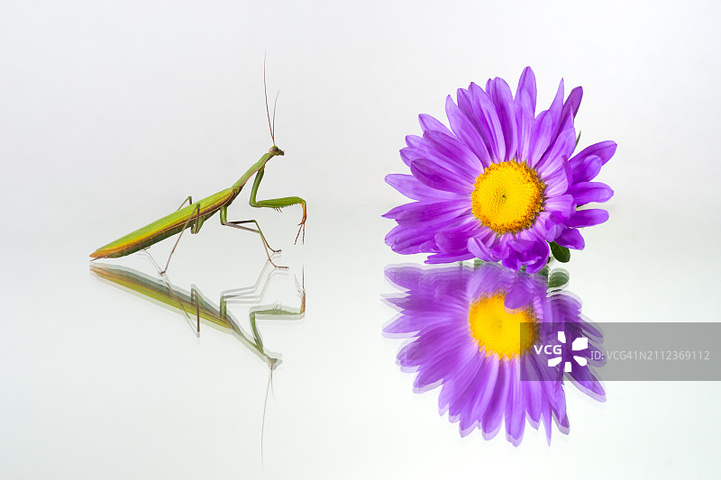 斯洛文尼亚：花瓶中的鲜花特写图片素材