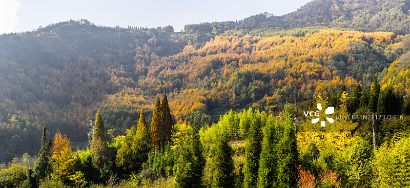 秋季森林中的松树美景图片素材