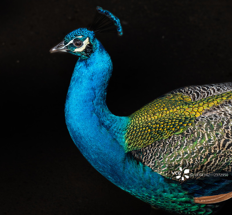 以色列拉马特甘野生动物园，雌孔雀特写图片素材