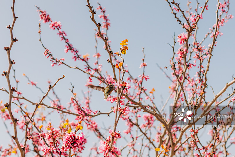 美国加利福尼亚州粉色开花树的低角度视图图片素材
