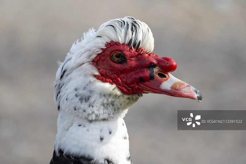 鸭子特写图片素材