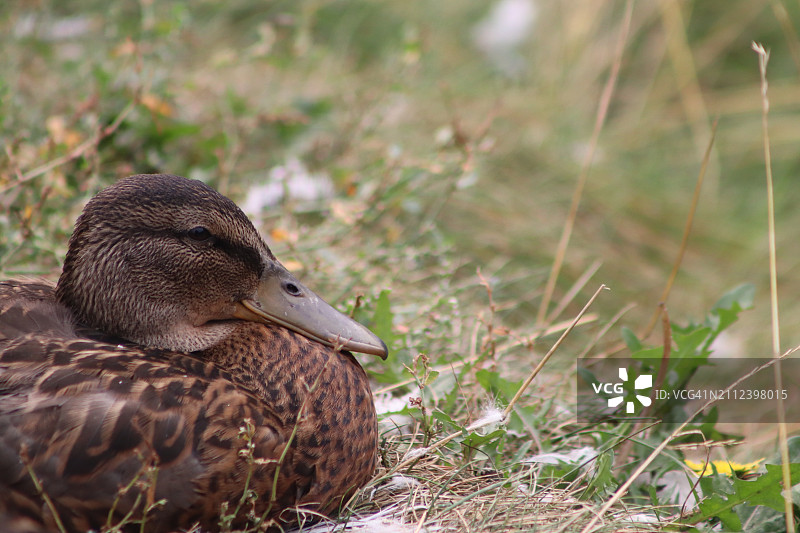 美国的雌性绿头鸭图片素材