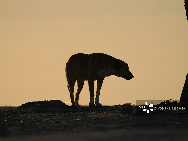 科威特日落时分原野上大象的轮廓图片素材