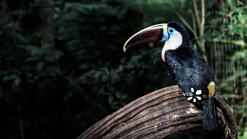 巴西伊瓜苏，栖息在树上的巨嘴鸟特写图片素材