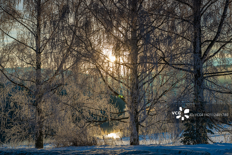 冬季的树木，挪威布斯克吕郡图片素材