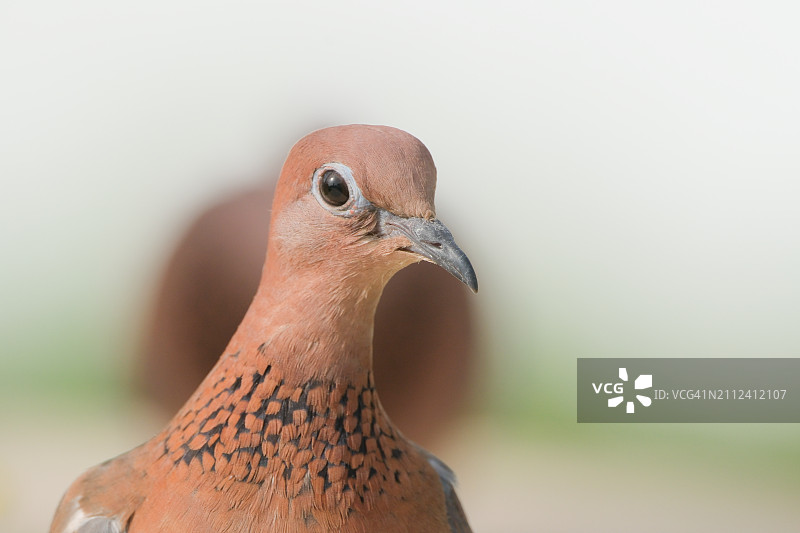 鸽子特写图片素材
