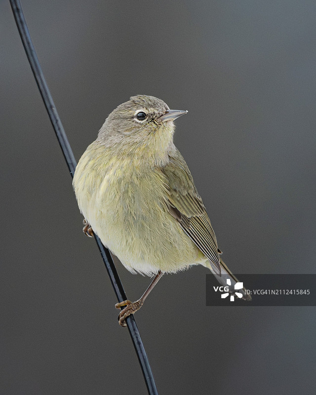 栖息于树枝上的鸣雀特写图片素材