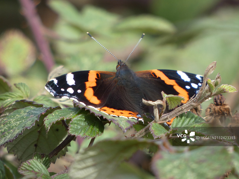 栖息在植物上的蝴蝶特写图片素材