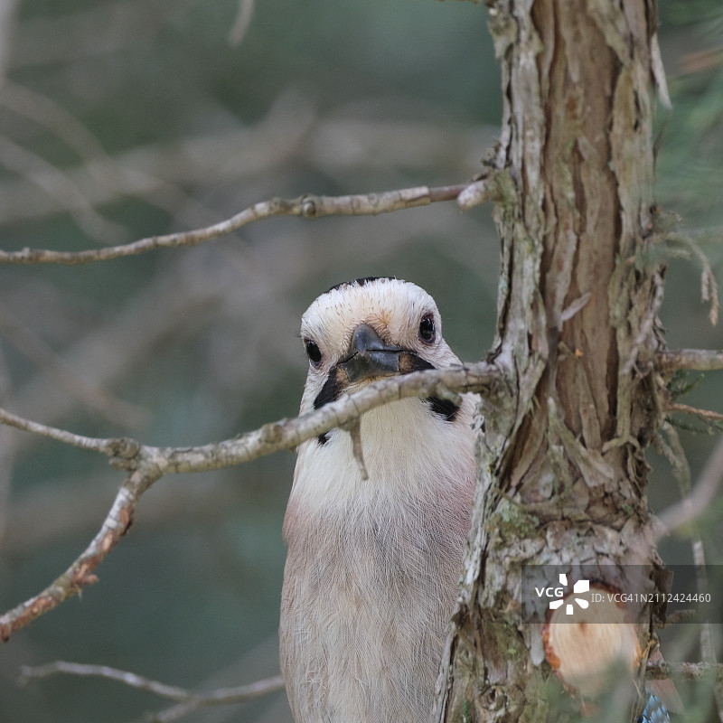 笑翠鸟栖息在树上的特写图片素材