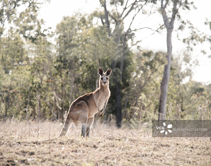鹿站在田野上的肖像图片素材