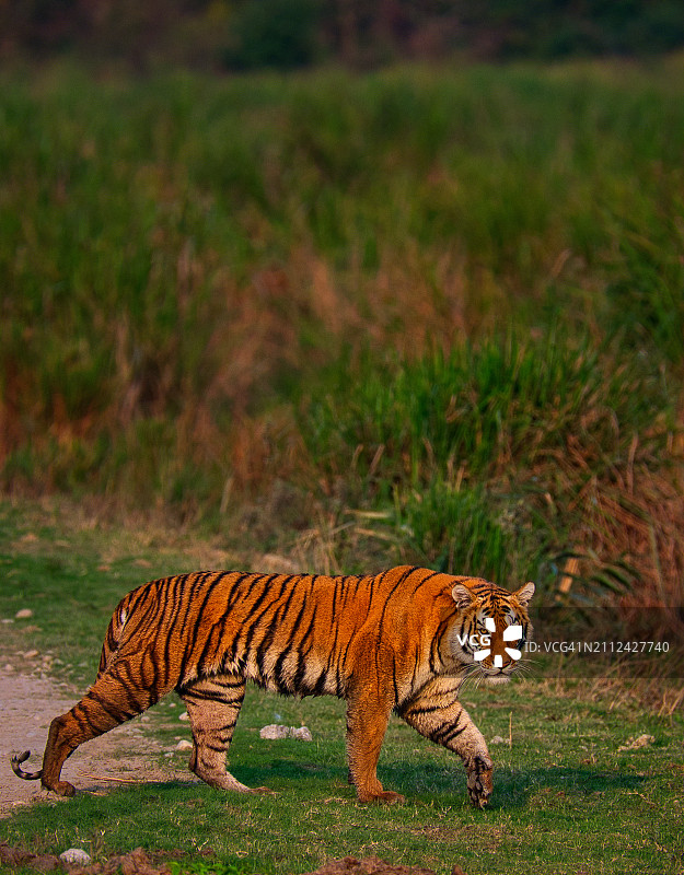 在草地上行走的老虎侧视图图片素材