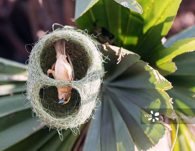仙人掌植物特写图片素材