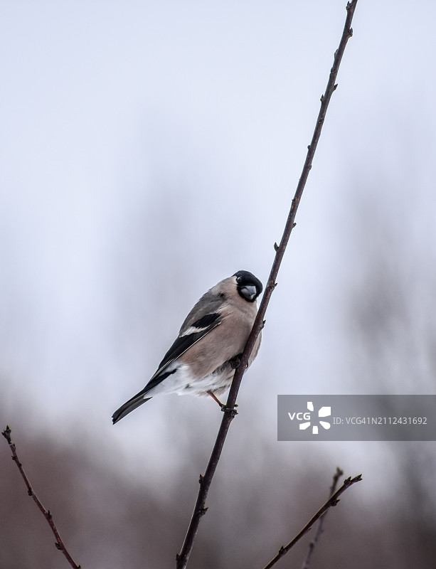 红雀停留在树枝上的特写，俄罗斯图片素材
