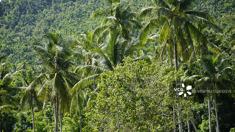 森林中的棕榈树景色图片素材