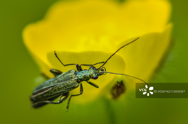 黄色树叶上昆虫的特写图片素材