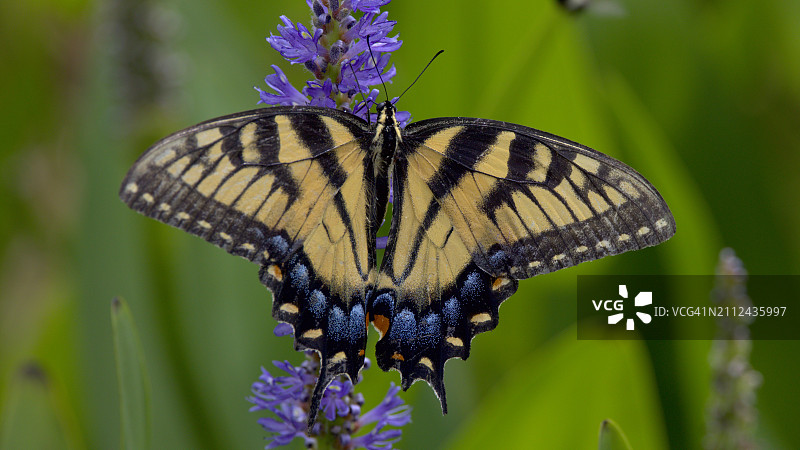 蝴蝶在紫色花朵上采蜜特写，美国田纳西州查塔努加图片素材