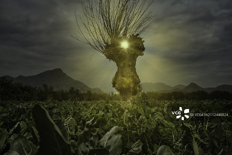 田野上植物生长的低角度视图图片素材