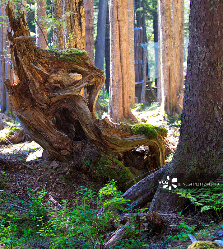 美国阿拉斯加森林树木图片素材