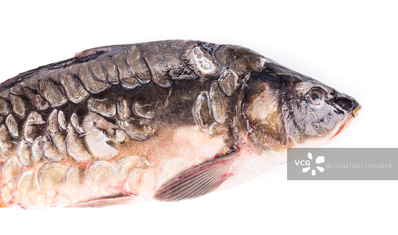 鲟鱼的白色背景特写图片素材