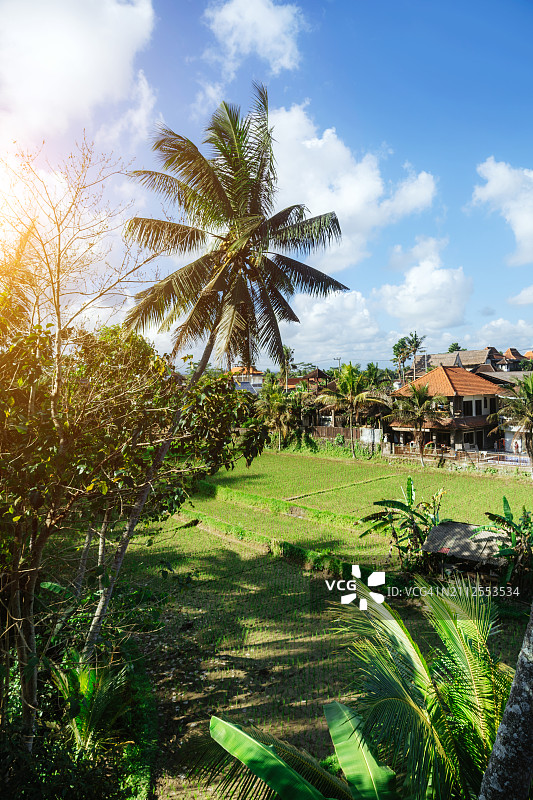 印度尼西亚乌布巴厘岛稻田风光图片素材