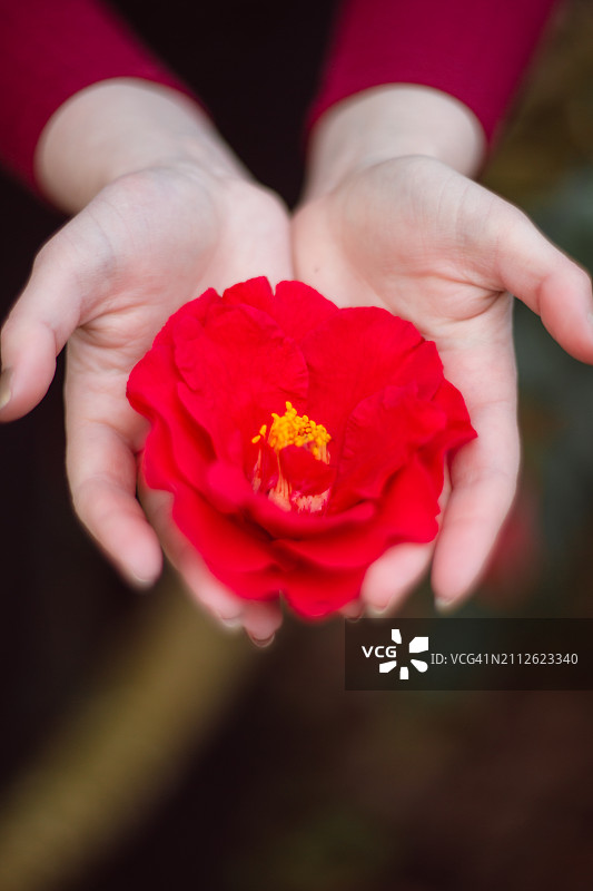 女人手拿一朵红色山茶花图片素材