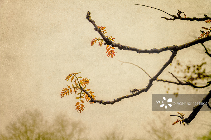 金链树枝头初绽花苞图片素材