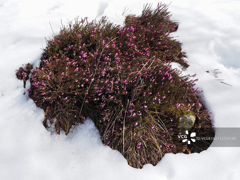 卡诺比纳山谷中开花的石楠花图片素材