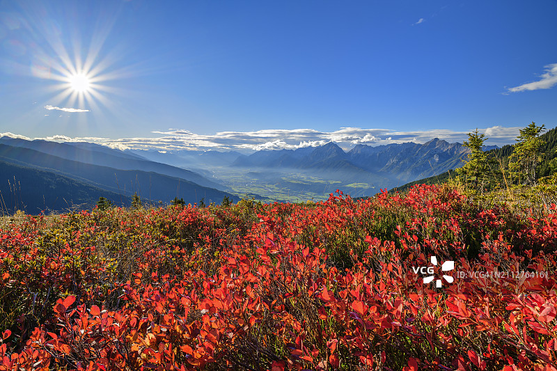 奥地利蒂罗尔州，阳光照耀图克斯阿尔卑斯山的红色植物图片素材