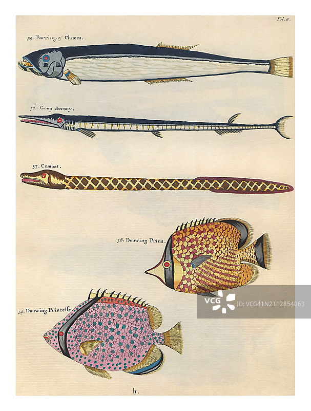 多种鱼类插图图片素材