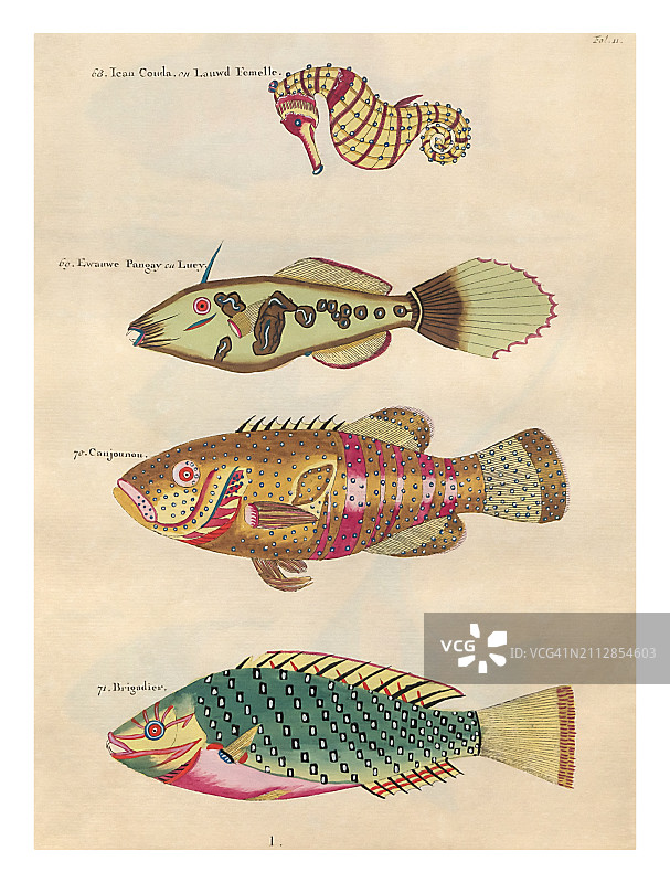 多种鱼类插图图片素材